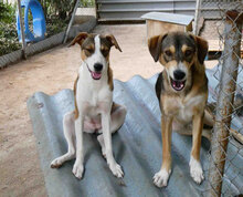 NINI, Hund, Mischlingshund in Bulgarien - Bild 5