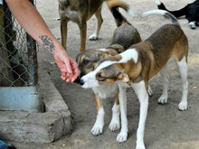 NINI, Hund, Mischlingshund in Bulgarien - Bild 9