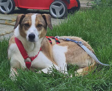 NINI, Hund, Mischlingshund in Erding - Bild 29