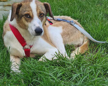 NINI, Hund, Mischlingshund in Erding - Bild 30