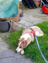NINI, Hund, Mischlingshund in Erding - Bild 31