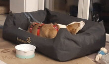 NINI, Hund, Mischlingshund in Erding - Bild 32