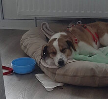 NINI, Hund, Mischlingshund in Erding - Bild 33