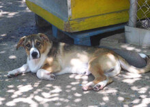 NEMO, Hund, Mischlingshund in Bulgarien - Bild 1