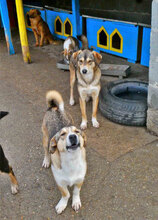 NEMO, Hund, Mischlingshund in Bulgarien - Bild 10