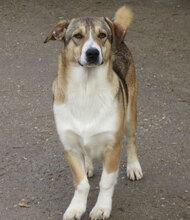 NEMO, Hund, Mischlingshund in Bulgarien - Bild 11