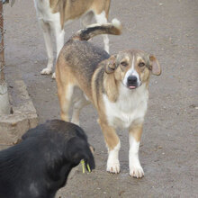 NEMO, Hund, Mischlingshund in Bulgarien - Bild 12