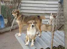 NEMO, Hund, Mischlingshund in Bulgarien - Bild 13