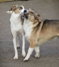 NEMO, Hund, Mischlingshund in Bulgarien - Bild 14