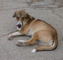 NEMO, Hund, Mischlingshund in Bulgarien - Bild 15