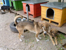 NEMO, Hund, Mischlingshund in Bulgarien - Bild 17