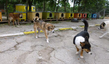 NEMO, Hund, Mischlingshund in Bulgarien - Bild 18