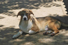 NEMO, Hund, Mischlingshund in Bulgarien - Bild 2