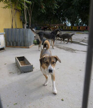 NEMO, Hund, Mischlingshund in Bulgarien - Bild 20