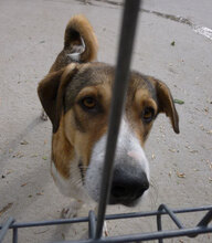 NEMO, Hund, Mischlingshund in Bulgarien - Bild 21