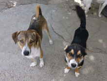 NEMO, Hund, Mischlingshund in Bulgarien - Bild 22