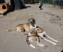 NEMO, Hund, Mischlingshund in Bulgarien - Bild 23