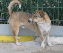 NEMO, Hund, Mischlingshund in Bulgarien - Bild 25