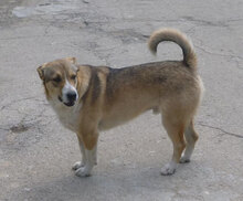 NEMO, Hund, Mischlingshund in Bulgarien - Bild 26