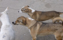 NEMO, Hund, Mischlingshund in Bulgarien - Bild 27