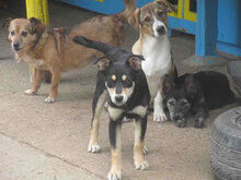 NEMO, Hund, Mischlingshund in Bulgarien - Bild 3