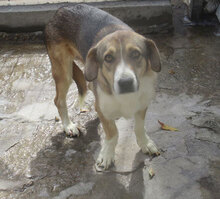 NEMO, Hund, Mischlingshund in Bulgarien - Bild 33