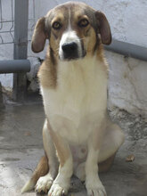 NEMO, Hund, Mischlingshund in Bulgarien - Bild 34