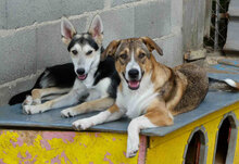 NEMO, Hund, Mischlingshund in Bulgarien - Bild 5