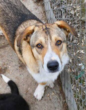 NEMO, Hund, Mischlingshund in Bulgarien - Bild 6