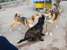 NEMO, Hund, Mischlingshund in Bulgarien - Bild 7