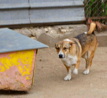 NEMO, Hund, Mischlingshund in Bulgarien - Bild 8
