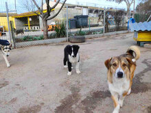 NEMO, Hund, Mischlingshund in Bulgarien - Bild 9
