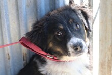 TAYTA, Hund, Border Collie-Berner Sennenhund-Mix in Rumänien - Bild 1