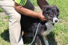 TAYTA, Hund, Border Collie-Berner Sennenhund-Mix in Rumänien - Bild 2