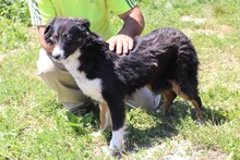 TAYTA, Hund, Border Collie-Berner Sennenhund-Mix in Rumänien - Bild 3