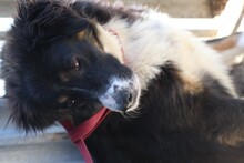 TAYTA, Hund, Border Collie-Berner Sennenhund-Mix in Rumänien - Bild 4