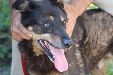MADAN, Hund, Mischlingshund in Rumänien - Bild 4