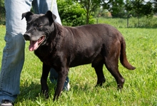 MARK, Hund, Mischlingshund in Ungarn - Bild 3