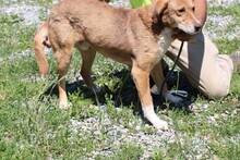 NEOBO, Hund, Labrador-Mix in Rumänien - Bild 2