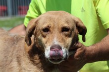 NEOBO, Hund, Labrador-Mix in Rumänien - Bild 3