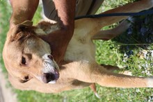 NEOBO, Hund, Labrador-Mix in Rumänien - Bild 4