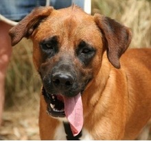 TERRY, Hund, Mischlingshund in Spanien - Bild 1