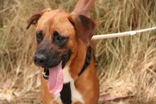 TERRY, Hund, Mischlingshund in Spanien - Bild 2