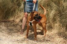 TERRY, Hund, Mischlingshund in Spanien - Bild 4