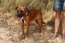 TERRY, Hund, Mischlingshund in Spanien - Bild 6