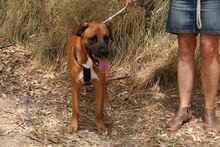 TERRY, Hund, Mischlingshund in Spanien - Bild 7