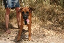 TERRY, Hund, Mischlingshund in Spanien - Bild 8