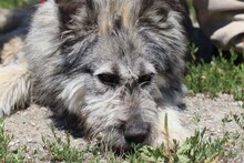 KIMAL, Hund, Berger Picard-Briard-Mix in Rumänien - Bild 1
