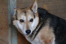 SCOTTY, Hund, Mischlingshund in Rumänien - Bild 1