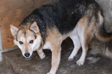 SCOTTY, Hund, Mischlingshund in Lohra-Reimershausen - Bild 3